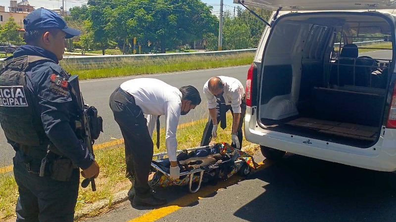rescate caninaa (10).